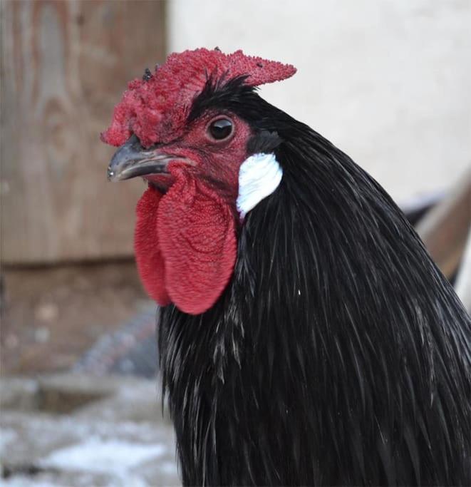 Gite Hansel De La Ferme Du Schneeberg Wangenbourg-Engenthal Buitenkant foto