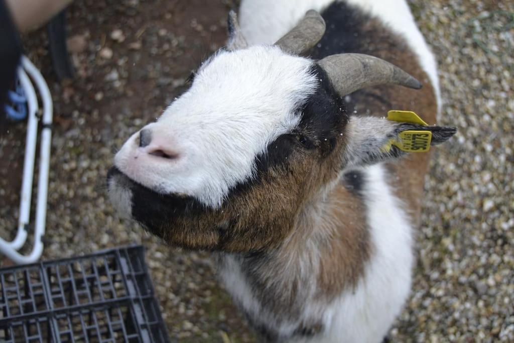 Gite Hansel De La Ferme Du Schneeberg Wangenbourg-Engenthal Buitenkant foto